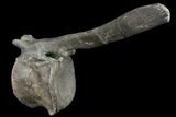 Hadrosaur Caudal Vertebra - Two Medicine Formation, Montana #129796-3